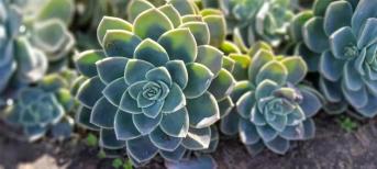 辦公室裝修:打造你的舒適綠色辦公室環(huán)境，療愈系多肉植物5選！
